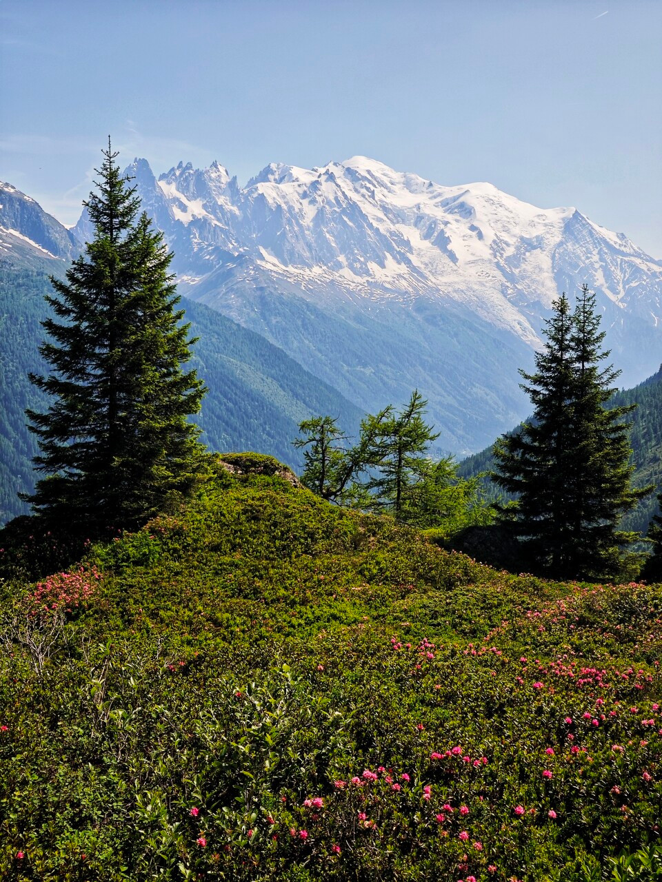 The Mont Blanc massif beyond spruce trees and flowering rhododendrons.